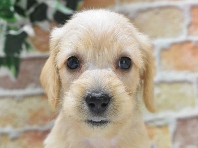 2024年5月5日生まれのハーフ犬・ミックス犬の1枚目の写真